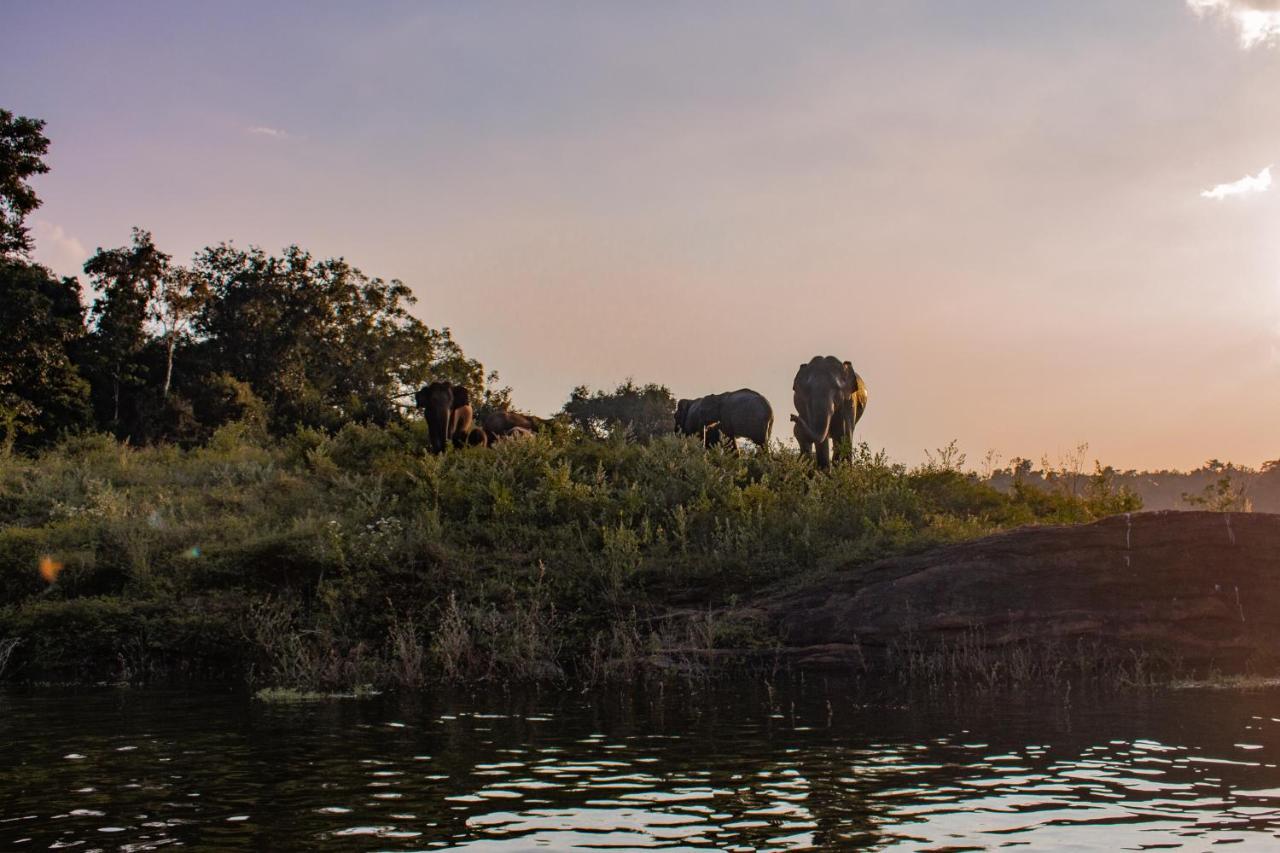 Hotel Wild Glamping Gal Oya - Thema Collection Galgamuwa  Zewnętrze zdjęcie